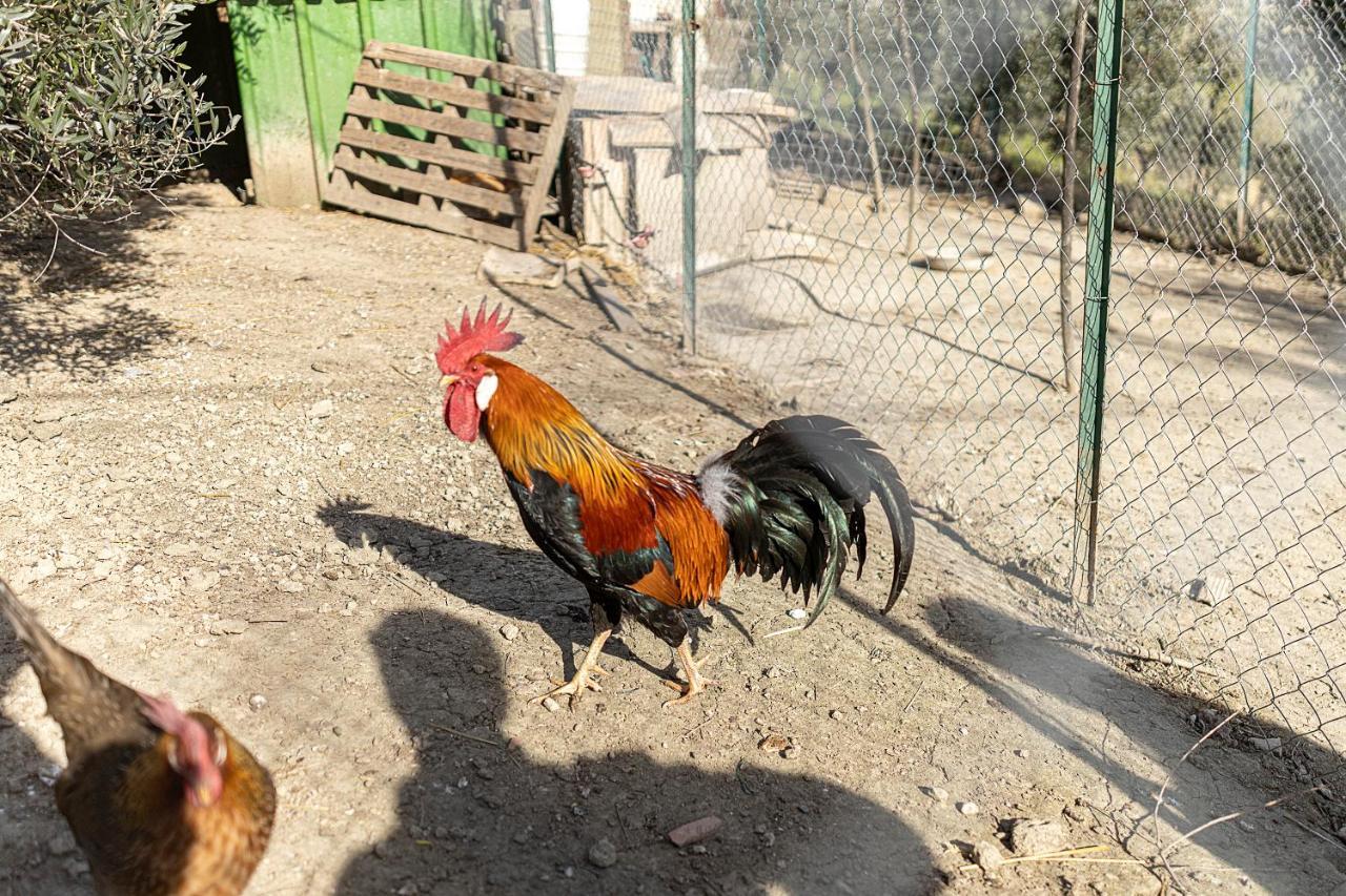 Agriturismo Cappellese Castelnuovo della Misericordia Εξωτερικό φωτογραφία